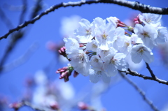 SAKURA