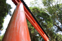 鳥居見上げ