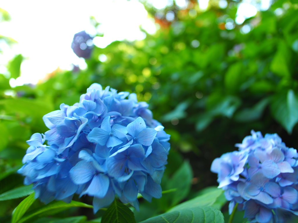 紫陽花