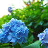 紫陽花