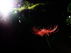 彼岸花