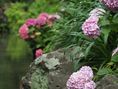 川と紫陽花