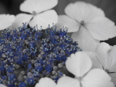青色【紫陽花】