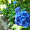 紫陽花