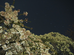 桜と星空