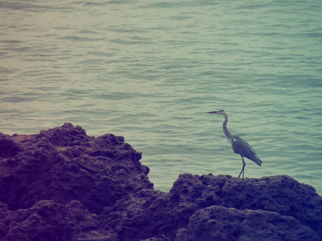 岩場の鳥