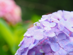 雨　紫陽花