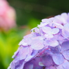 雨　紫陽花
