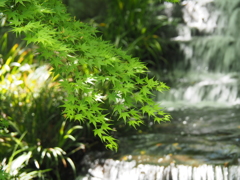 水辺のもみじ