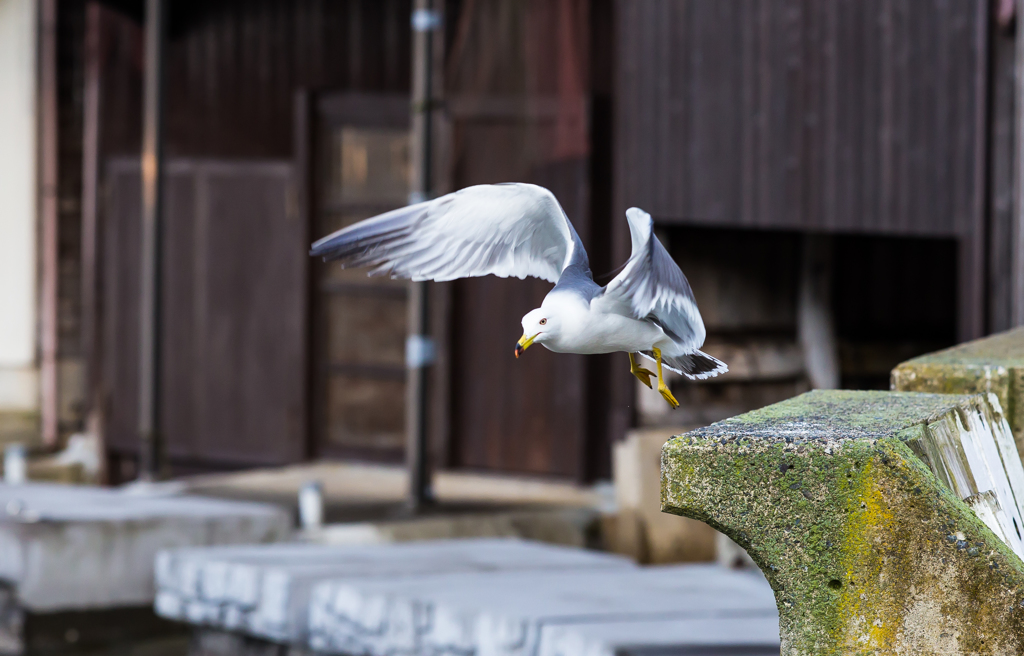 舟屋のカモメ