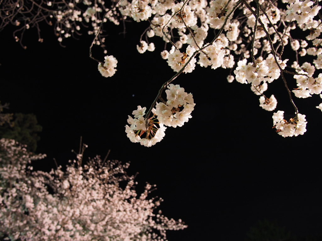 夜桜