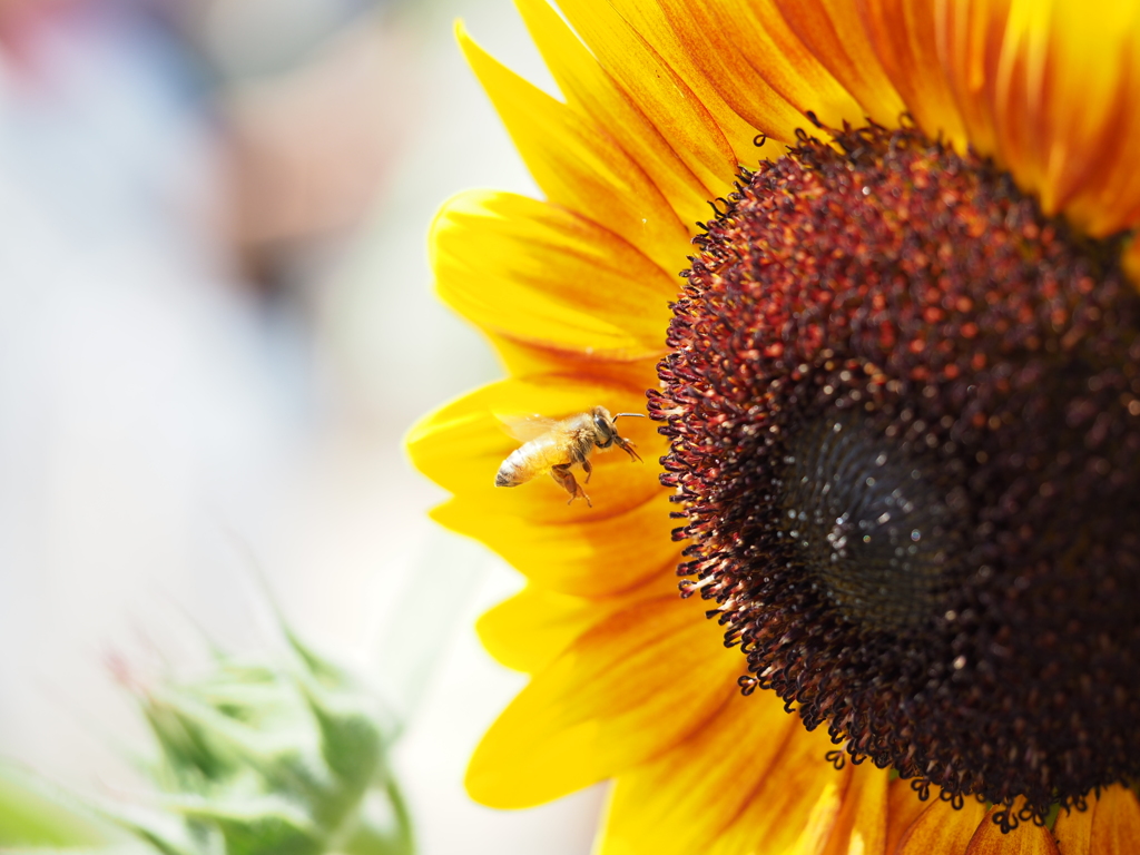sunflower