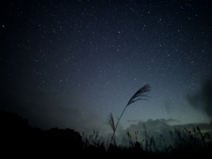 ススキと星空