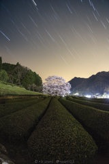 茶畑と一本桜