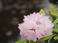水辺と花