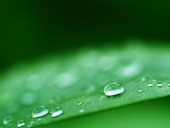 水玉