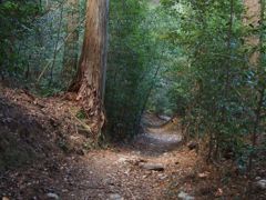 若草山の山道