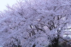 フラワー牧場 014