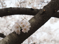 敷島公園