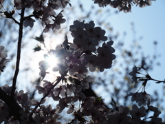 桜