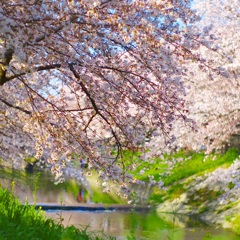 春の五条川