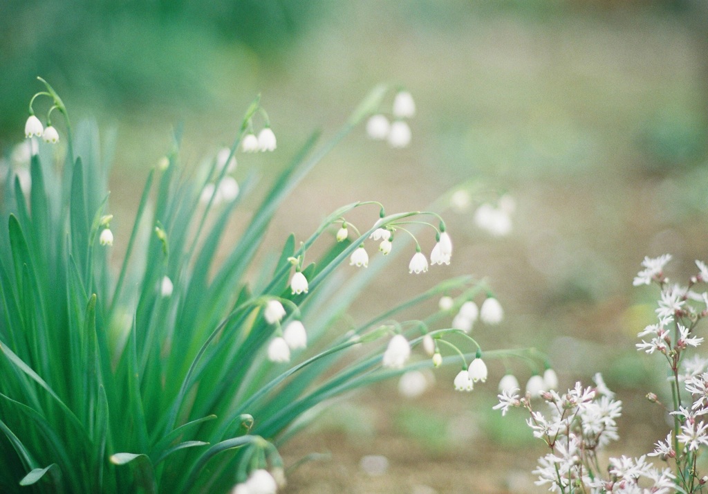 Lily of the valley