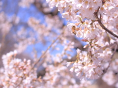 桜の蜜を吸って