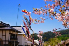 桜と鯉のぼり