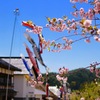 桜と鯉のぼり