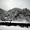 カラー写真なんです　モノクロモードではないんです