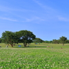 ひたち海浜公園