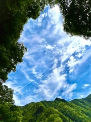 緑の中に