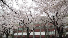 さくら