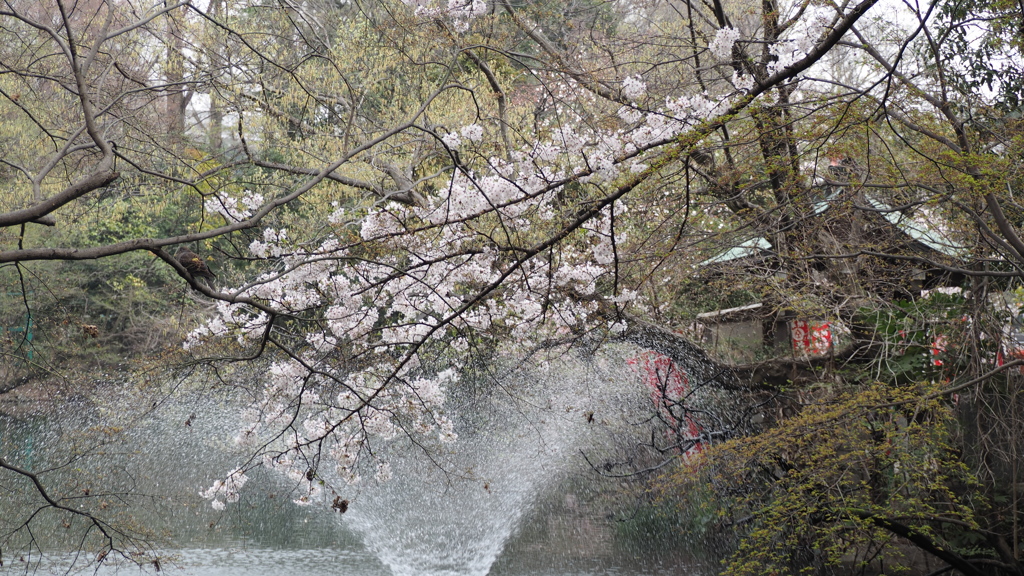 井之頭　噴水とさくら
