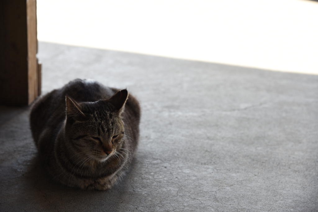 弓ヶ浜の猫