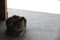 弓ヶ浜の猫