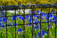 フェンスと青い花