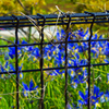 フェンスと青い花