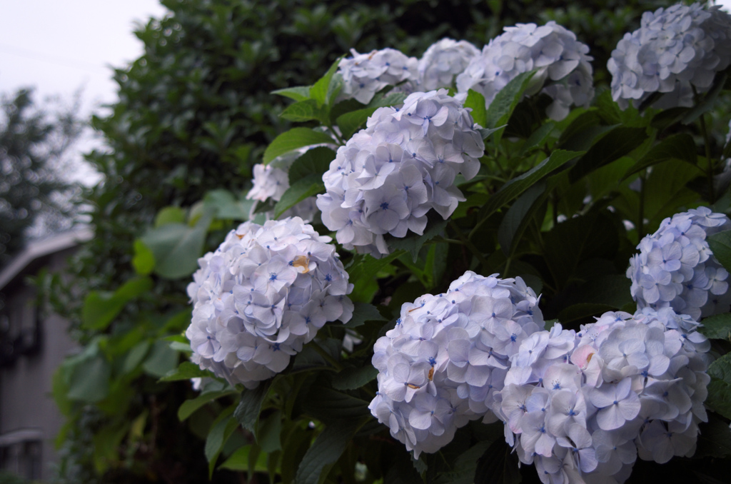 紫陽花を探して
