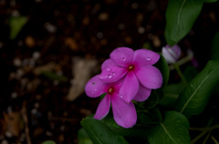 恵みの雨