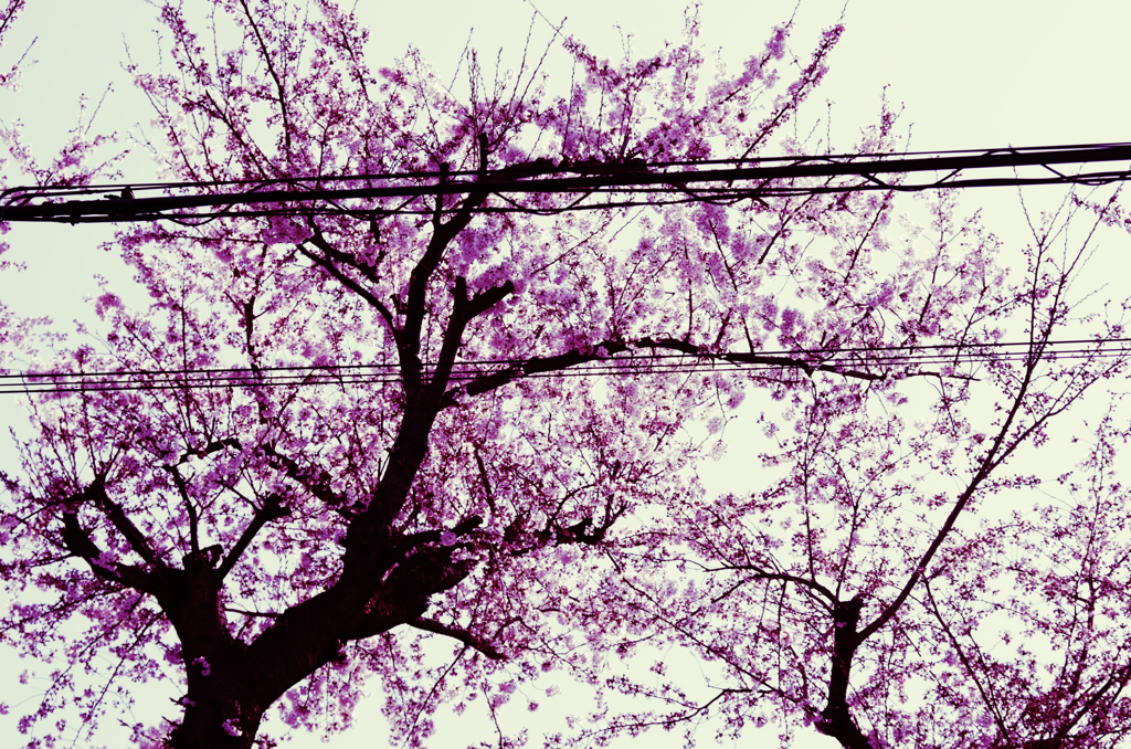 桜と電線1