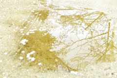 雨に散って