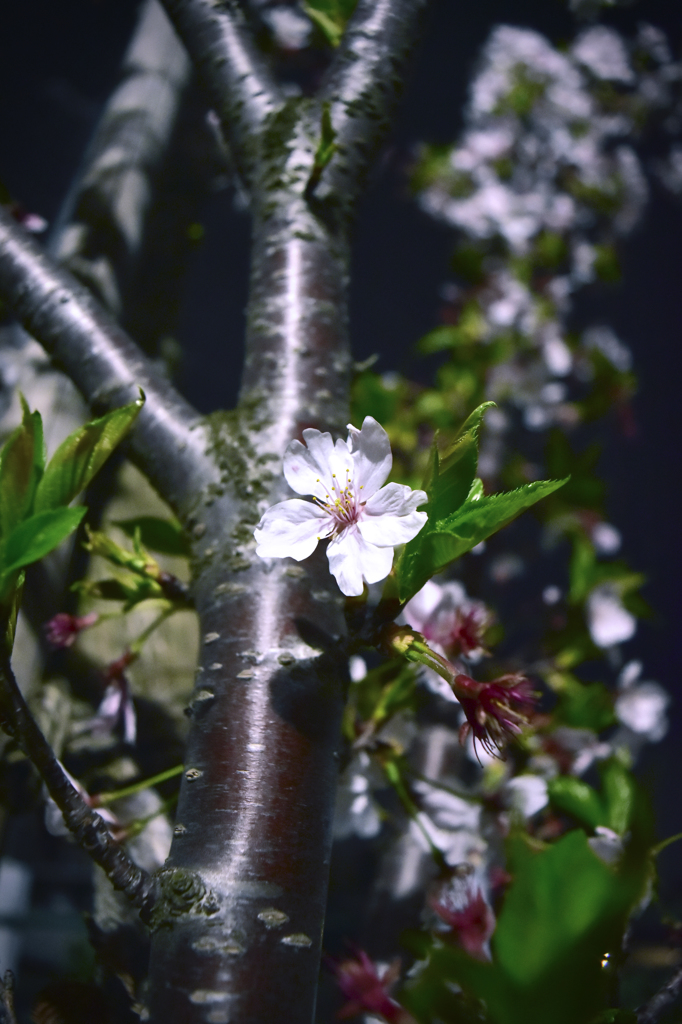 夜桜１