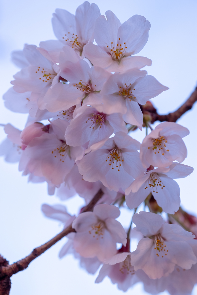 DSCF1043