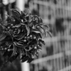 DSCF3977(1)