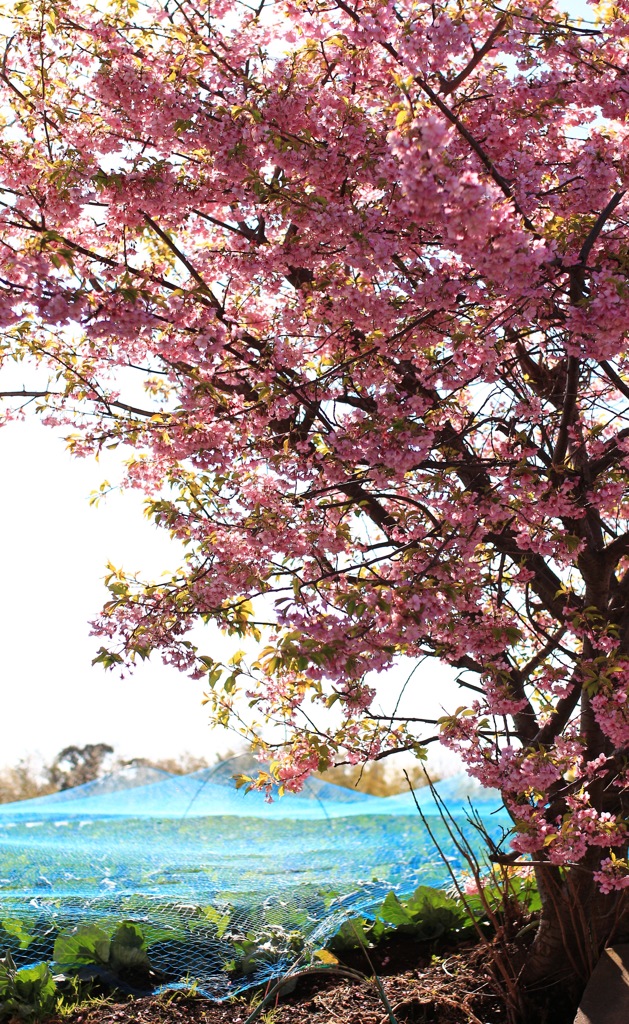 河津桜