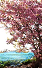 河津桜