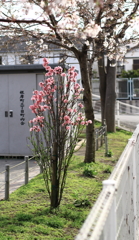 ご近所