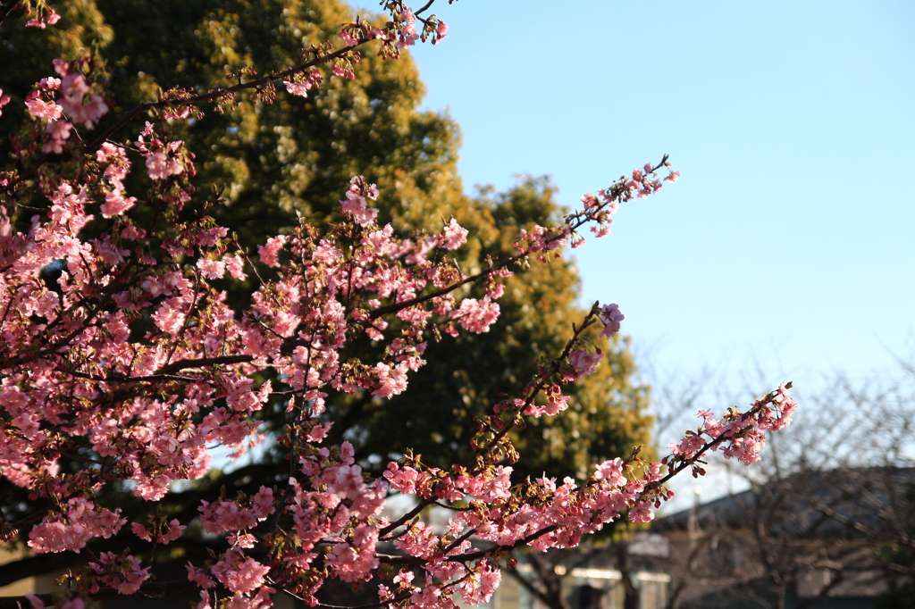 河津桜