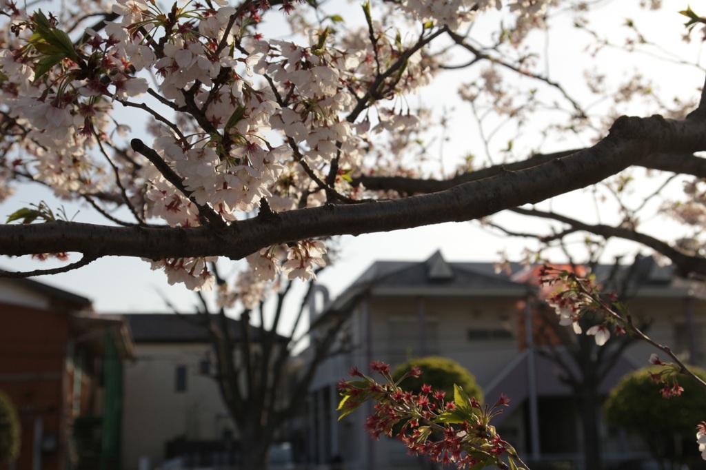 ラスト桜